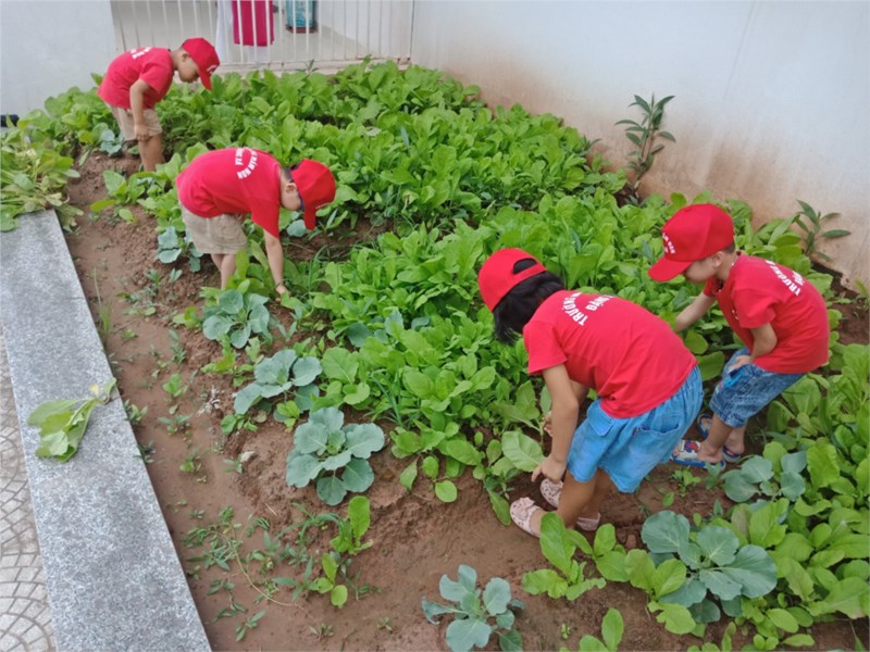 Hiệu quả từ mô hình làm vườn rau sạch cho trẻ tại trường mầm non Đặng Xá